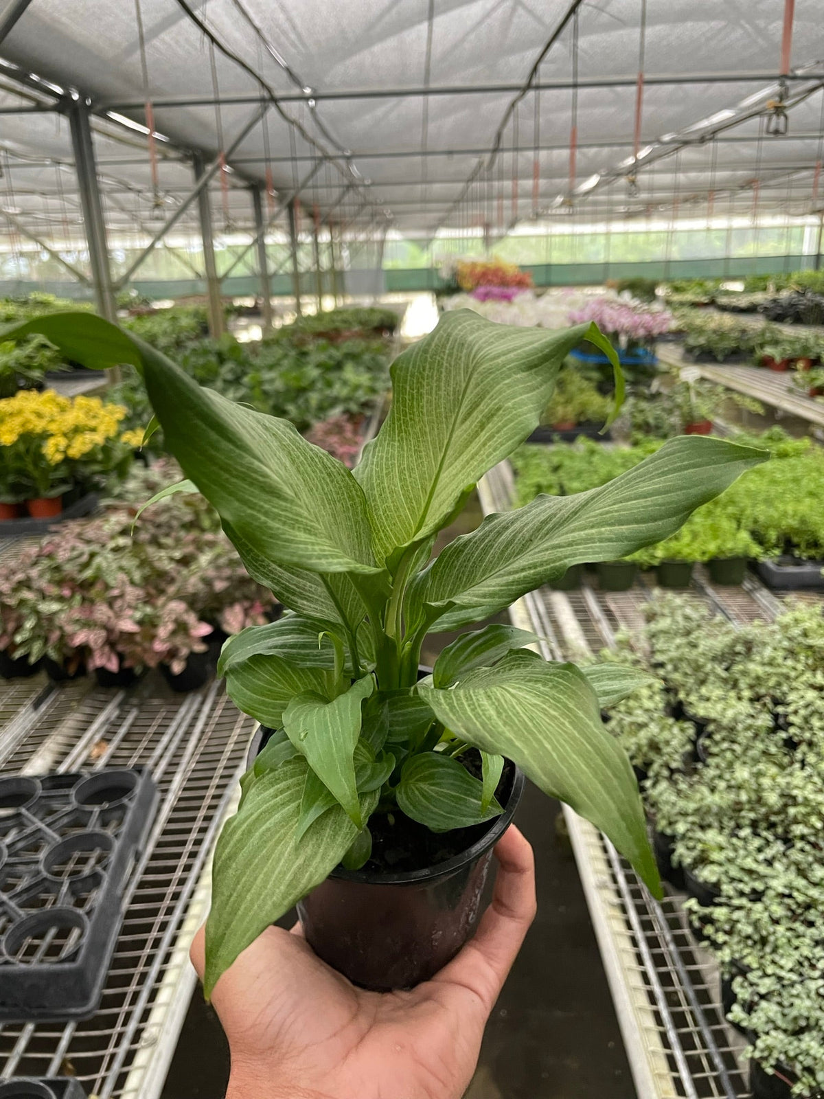 Peace Lily 'Platinum Mist'