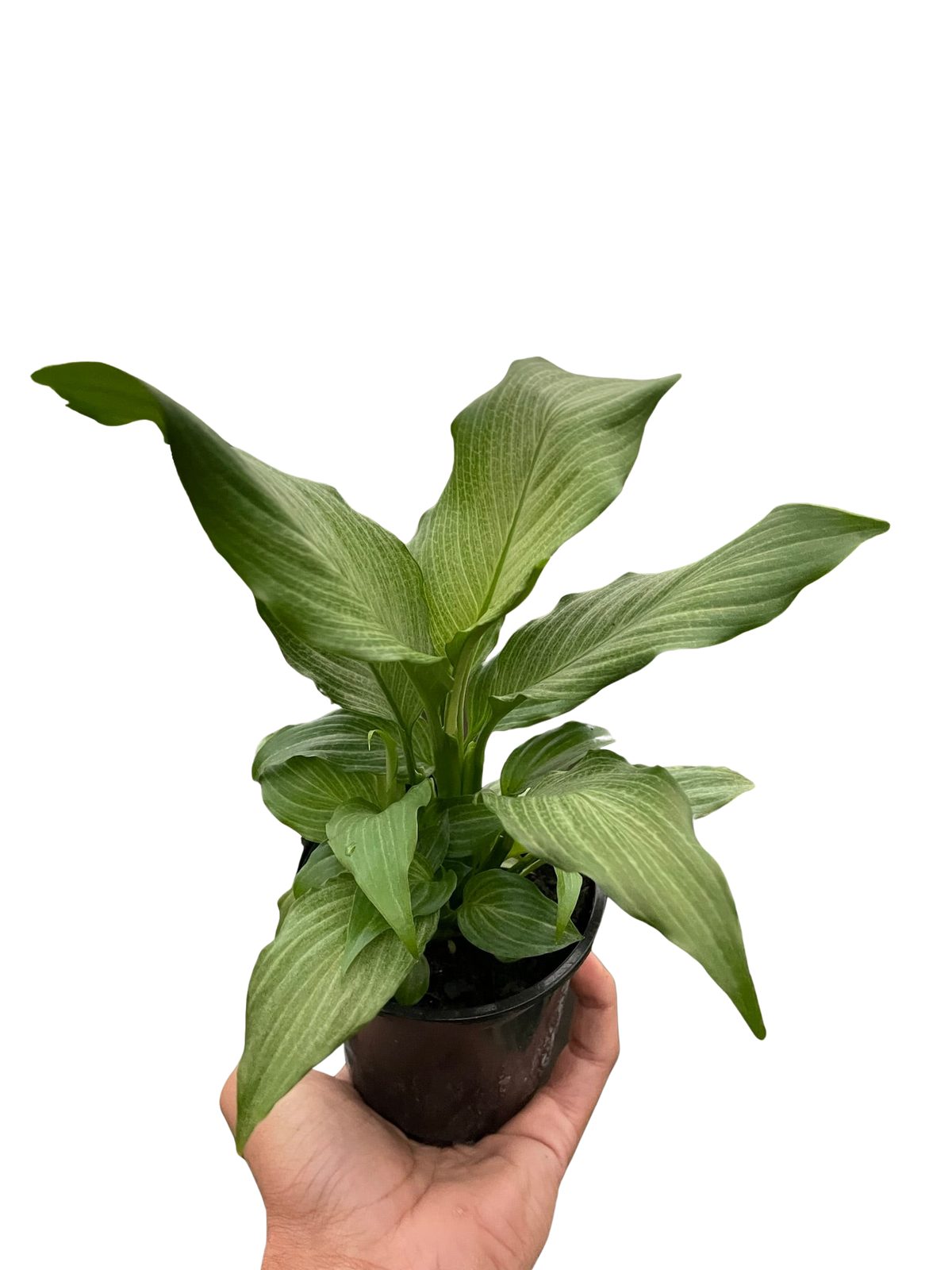 Peace Lily 'Platinum Mist'