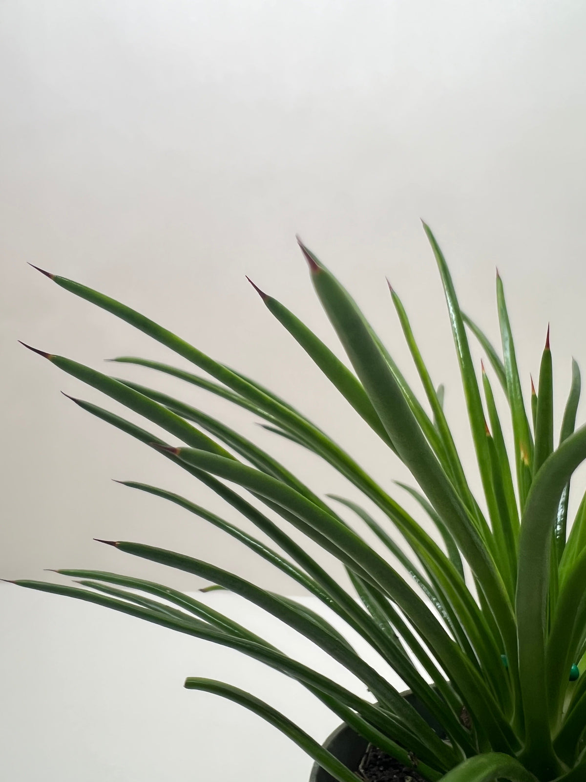 Twin Flower Agave