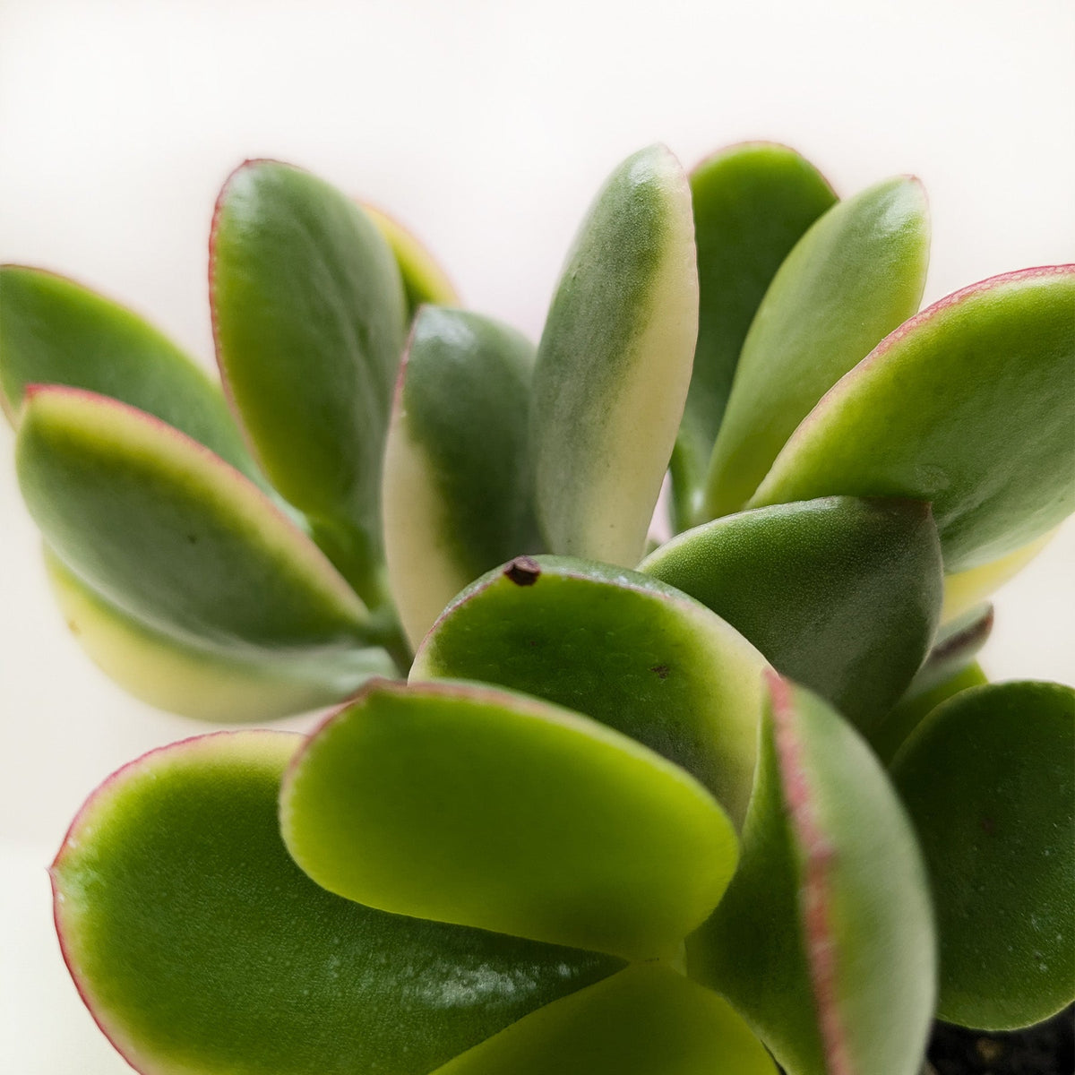 Jade Plant variegated