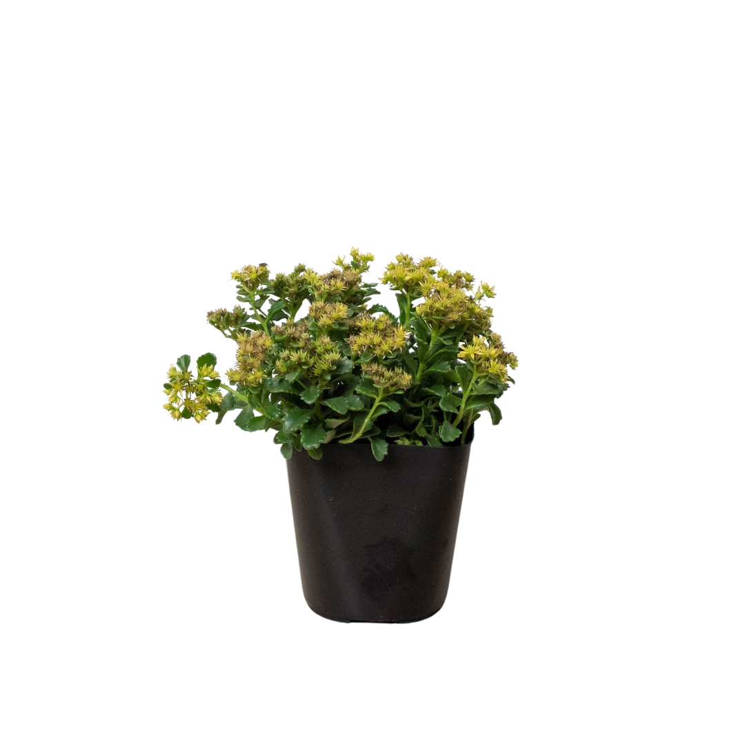 Russian Stonecrop