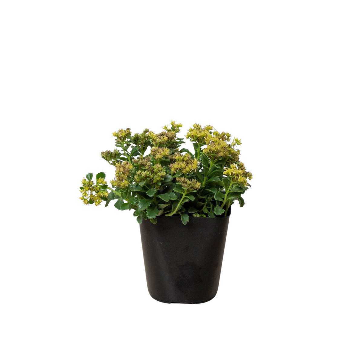 Russian Stonecrop