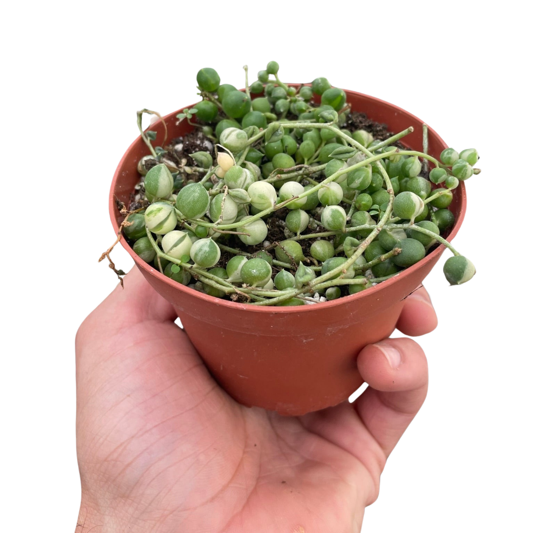 String of Pearls 'Variegata'