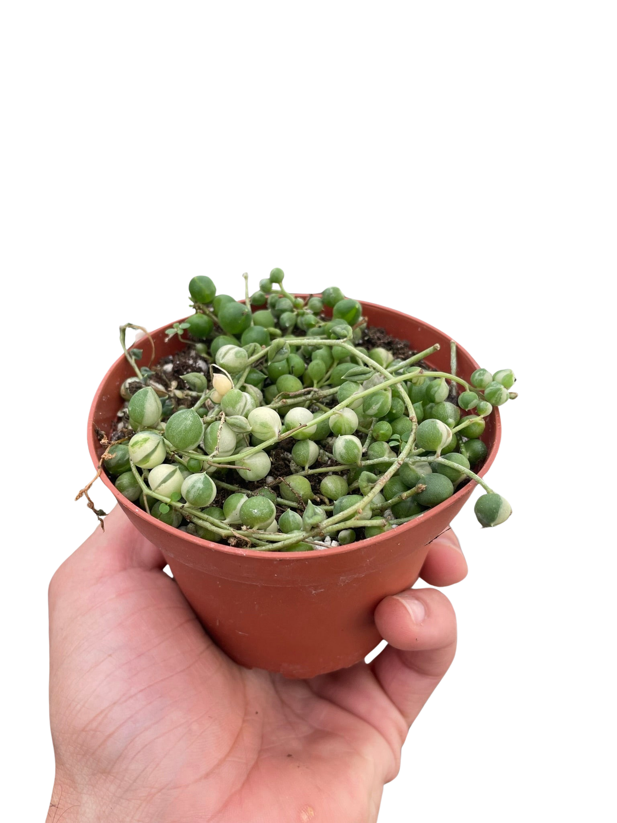 String of Pearls 'Variegata'