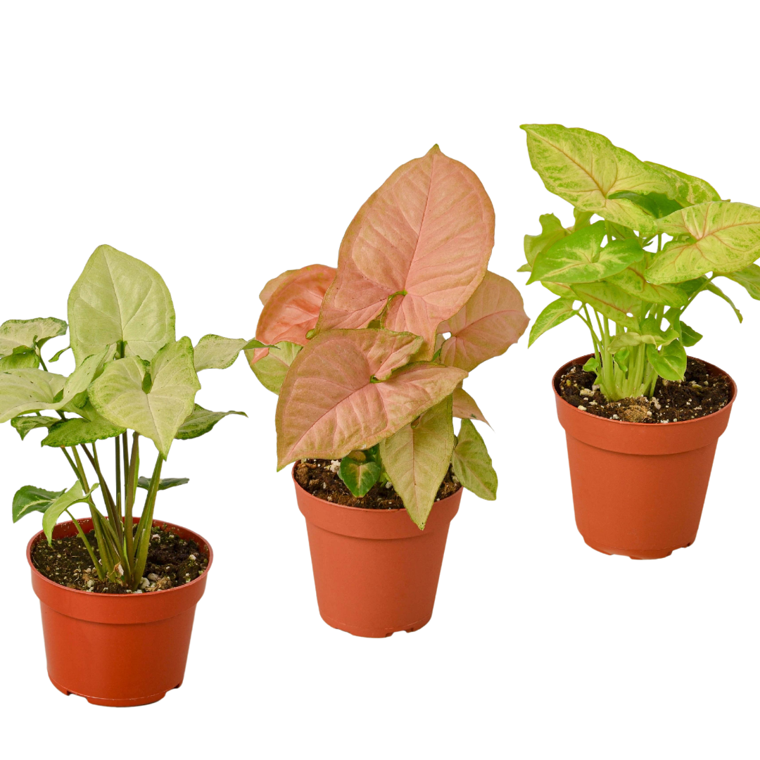 3 Different Syngonium Plants
