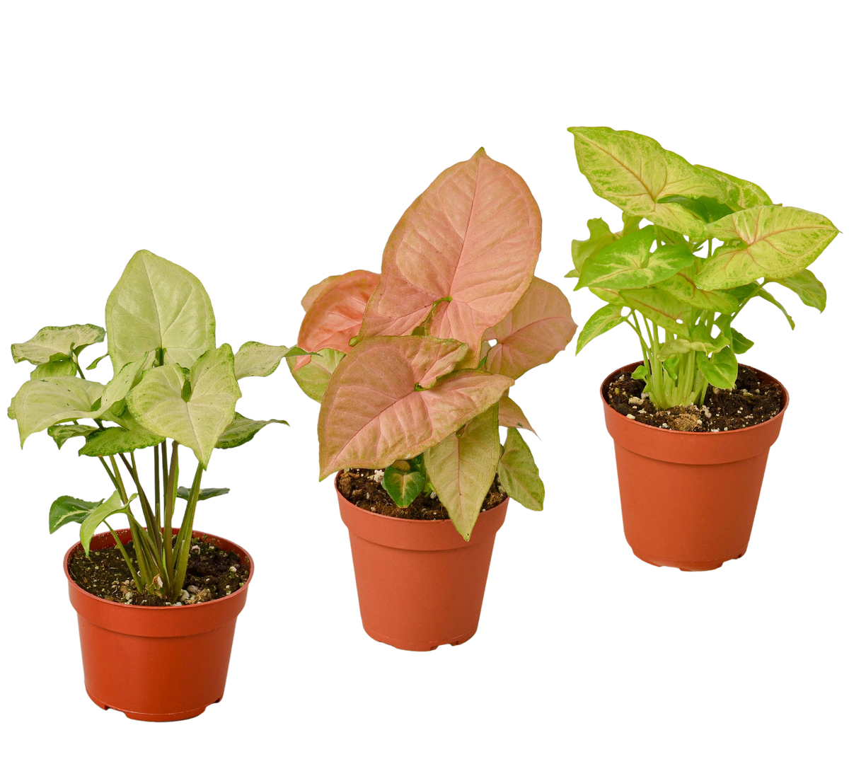 3 Different Syngonium Plants