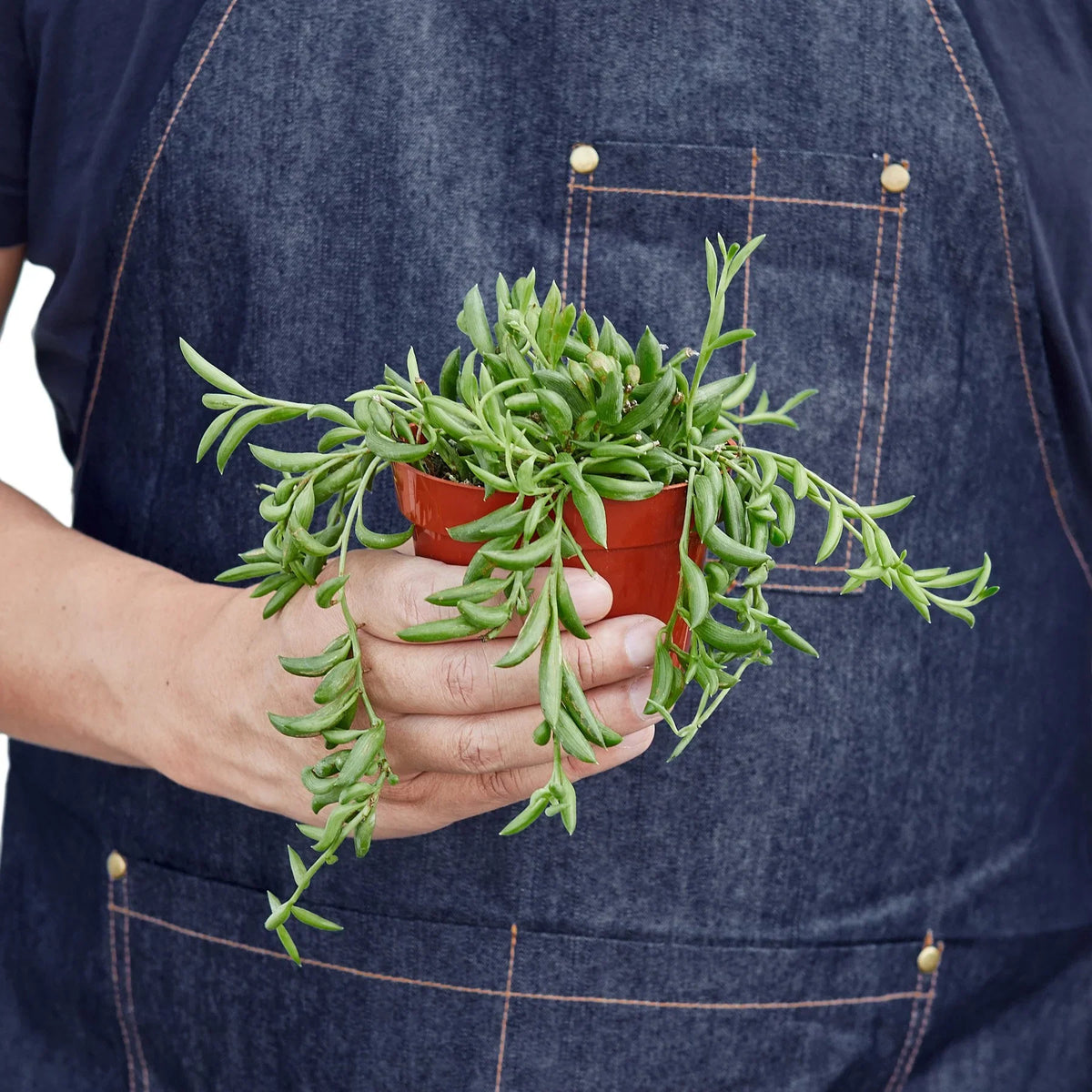 String of Bananas