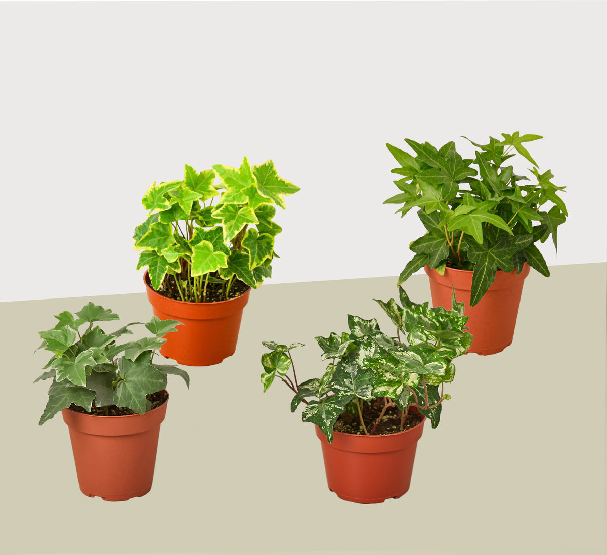 4 Different English Ivy Plants