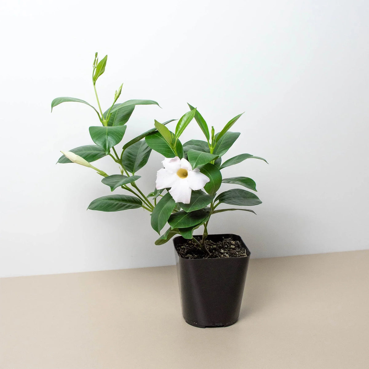 Mandevilla Pink