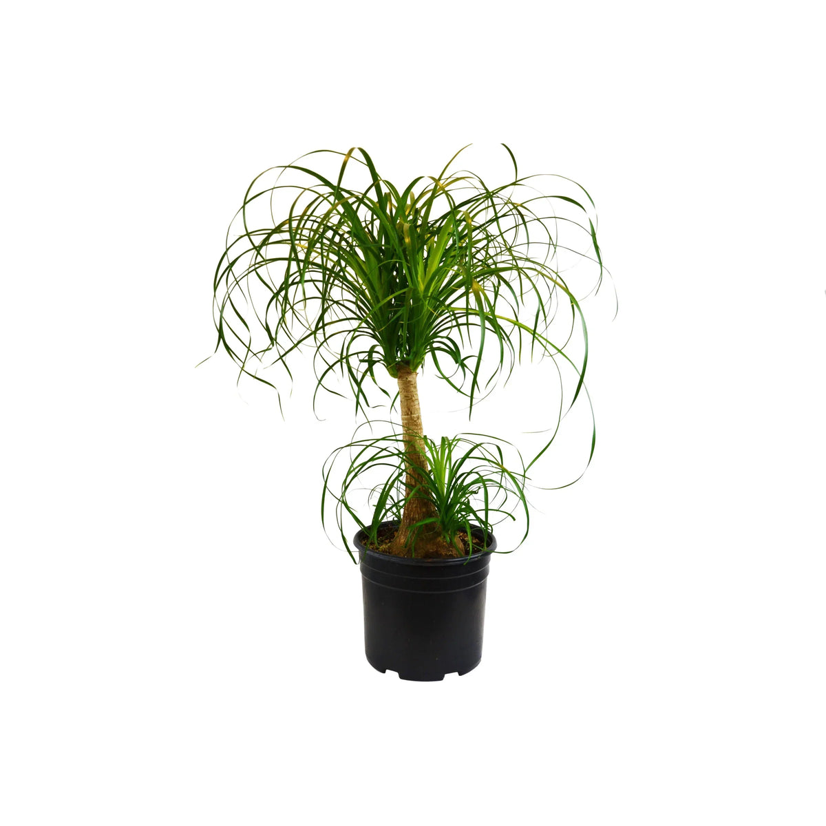 Ponytail palm