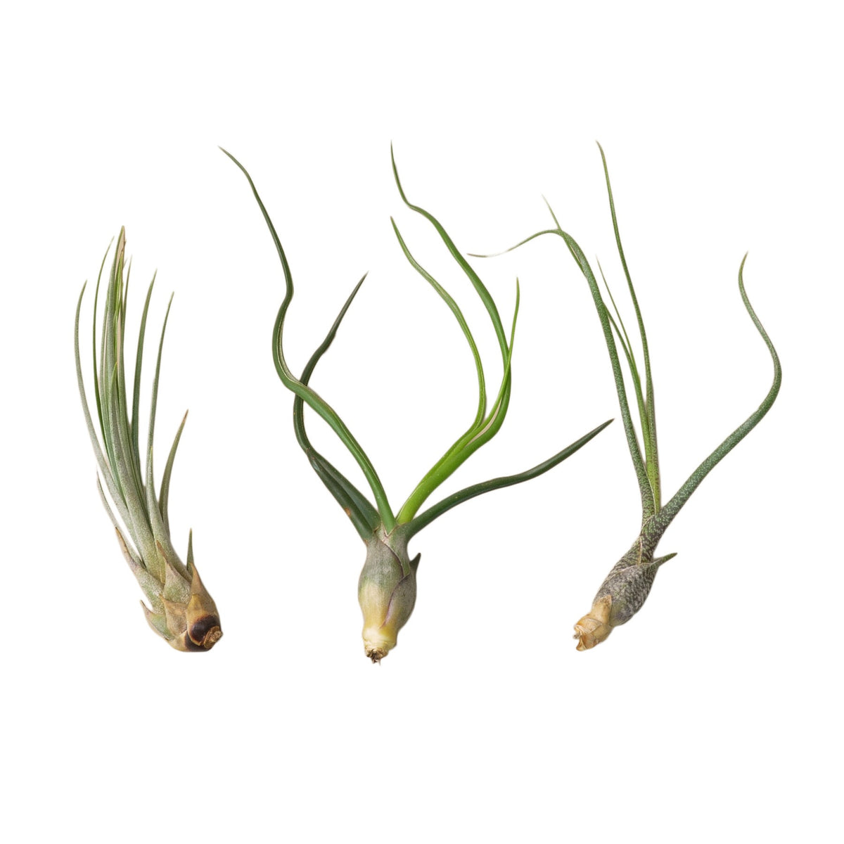 Air Plant Variety Pack