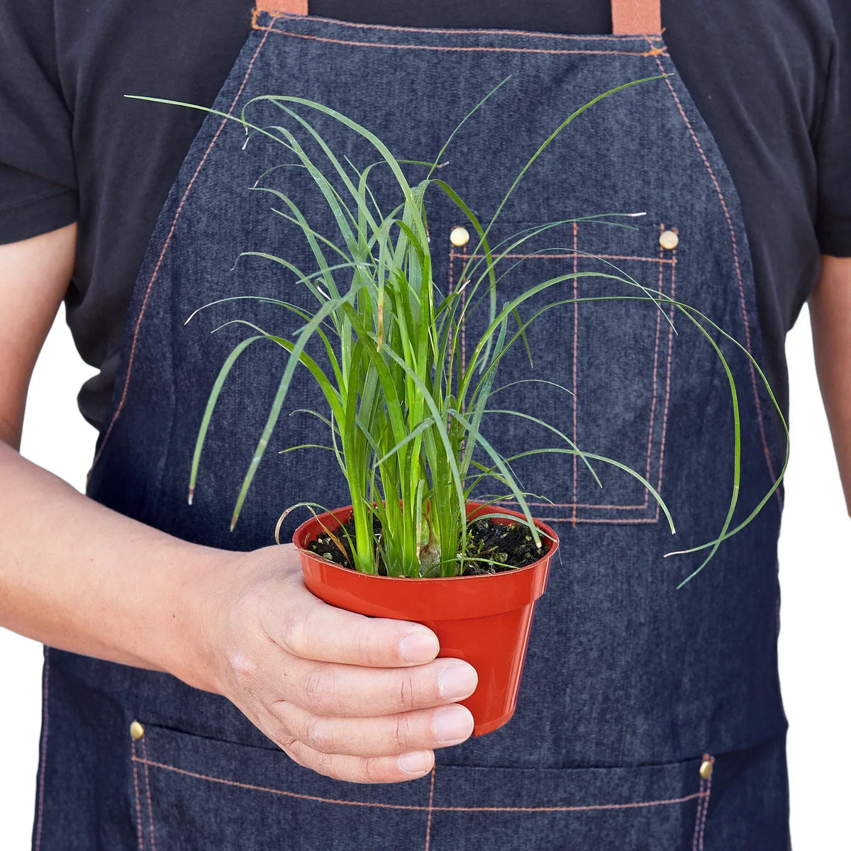 Ponytail palm