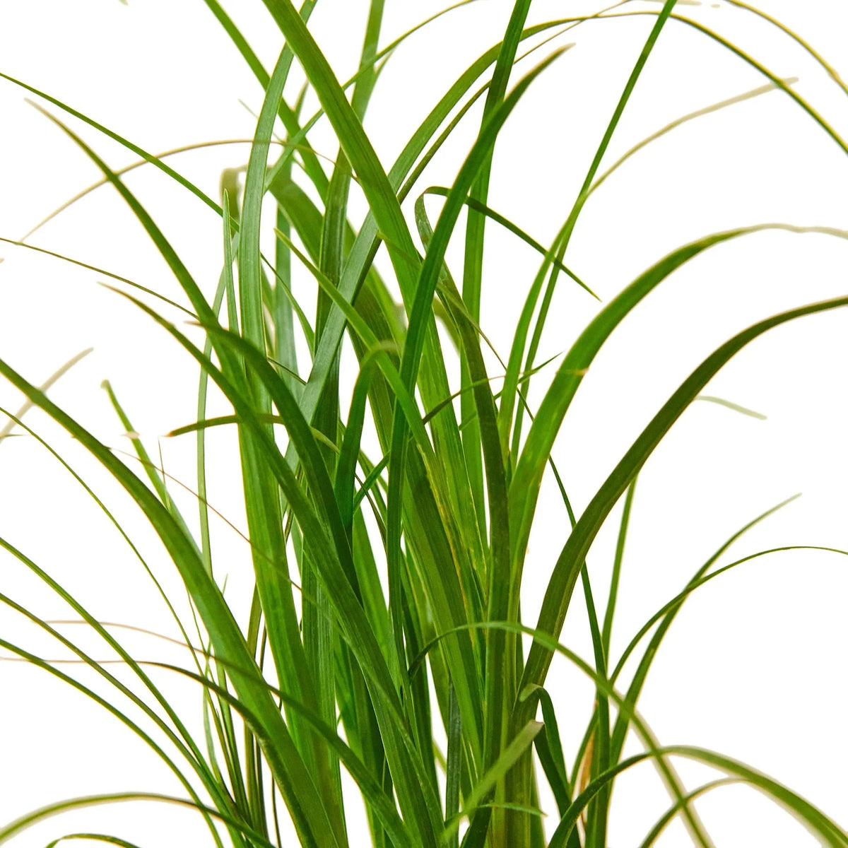 Ponytail palm