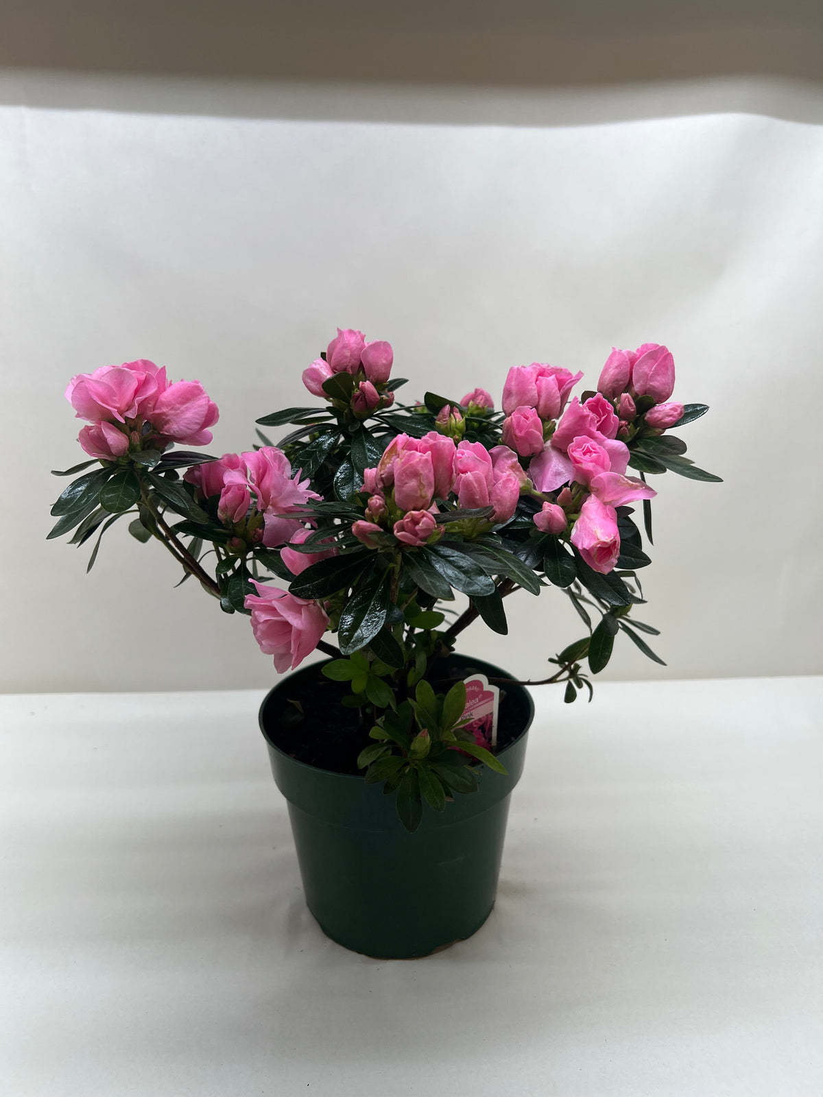 Indian Azalea