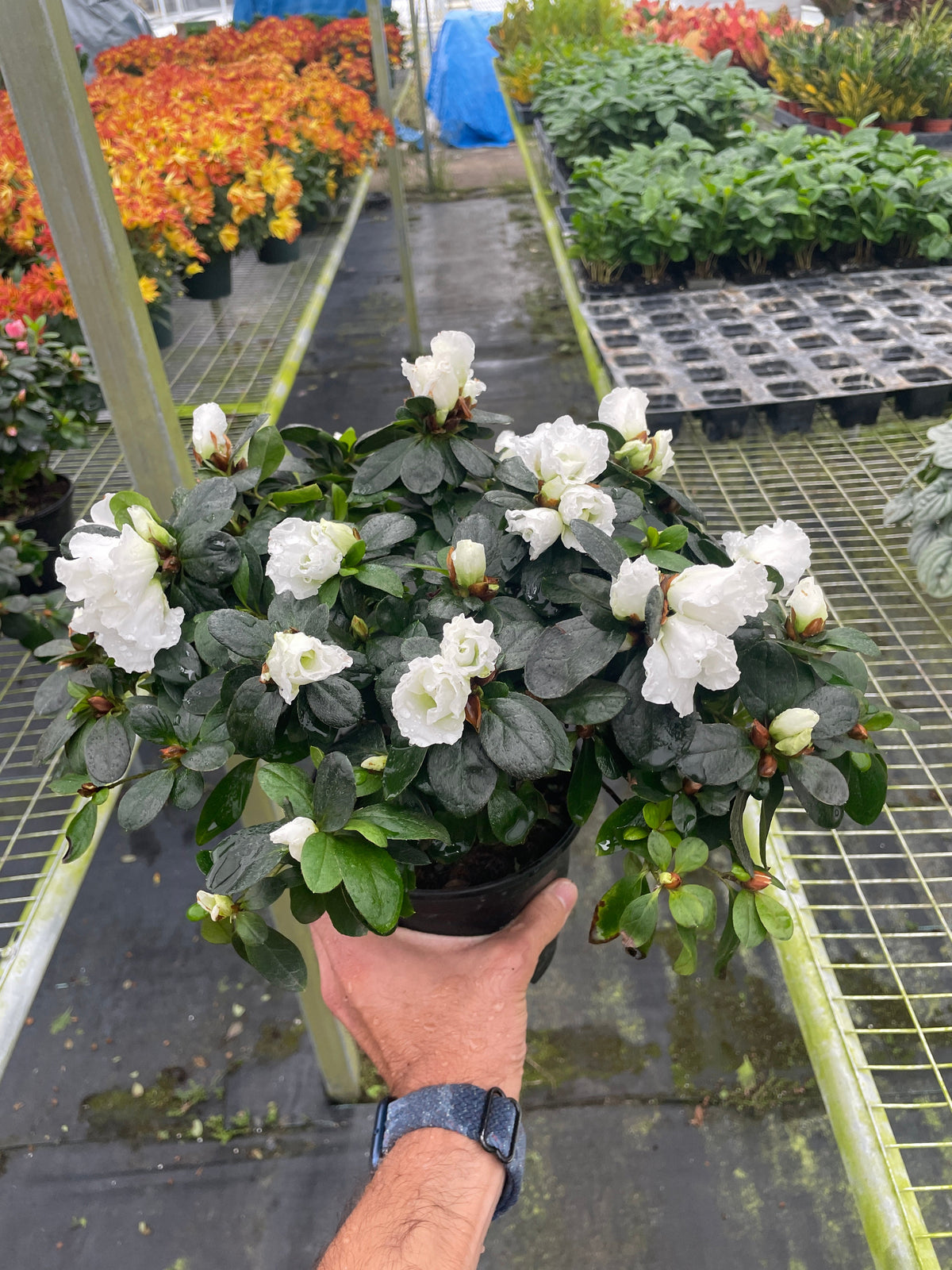 Indian Azalea