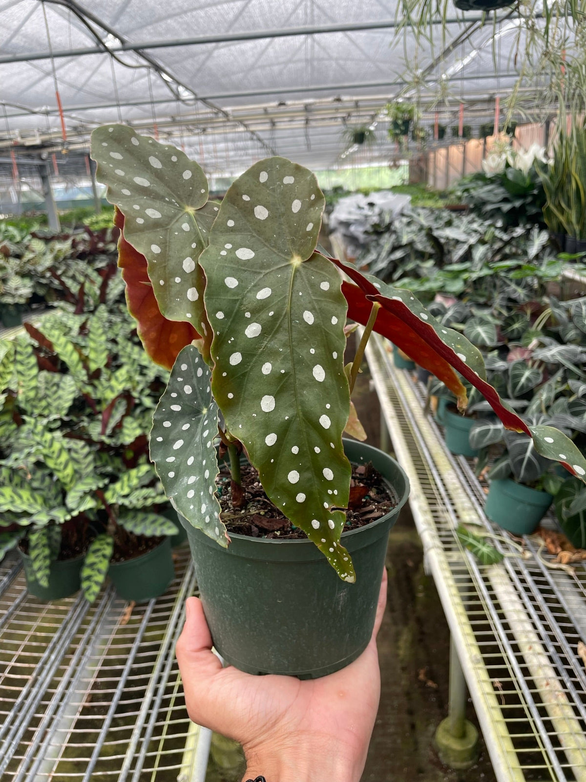 Polka Dot Begonia