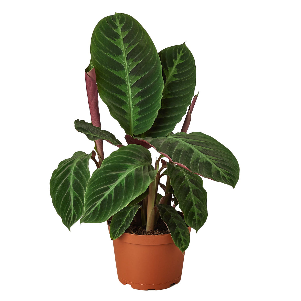 Calathea warscewiczii