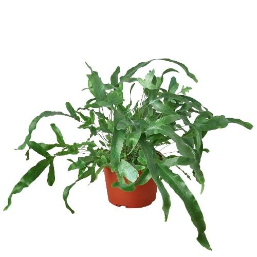 Blue-star fern