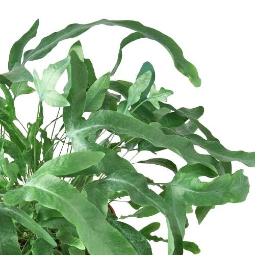 Blue-star fern