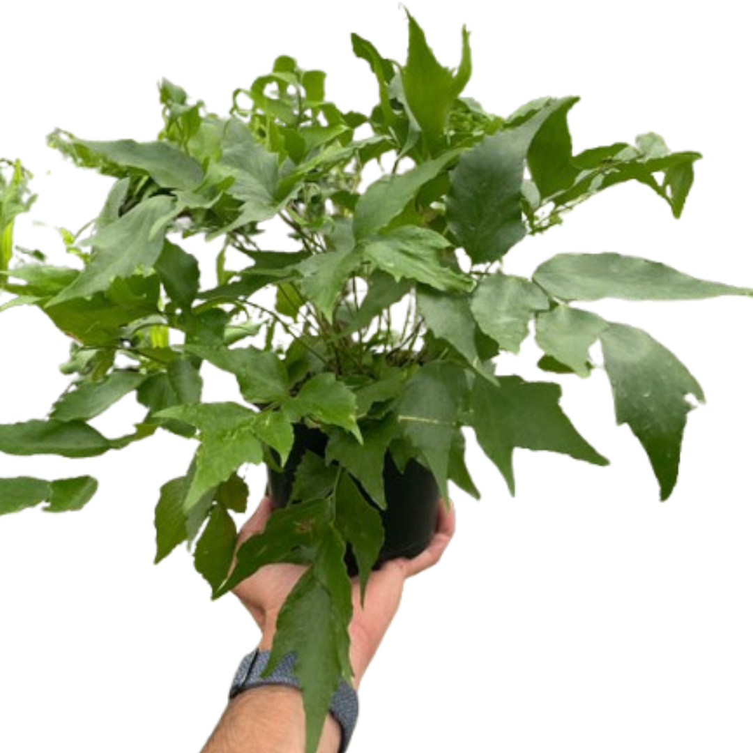 Japanese Holly Fern