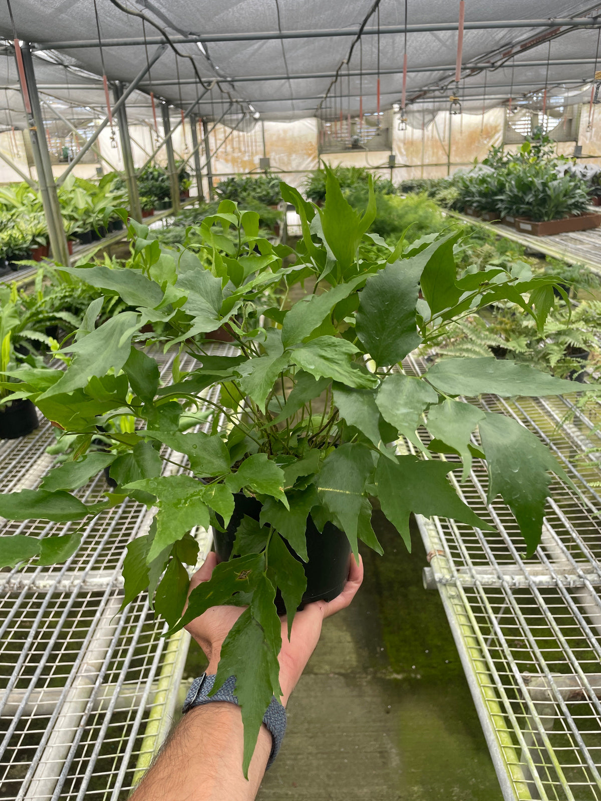 Japanese Holly Fern