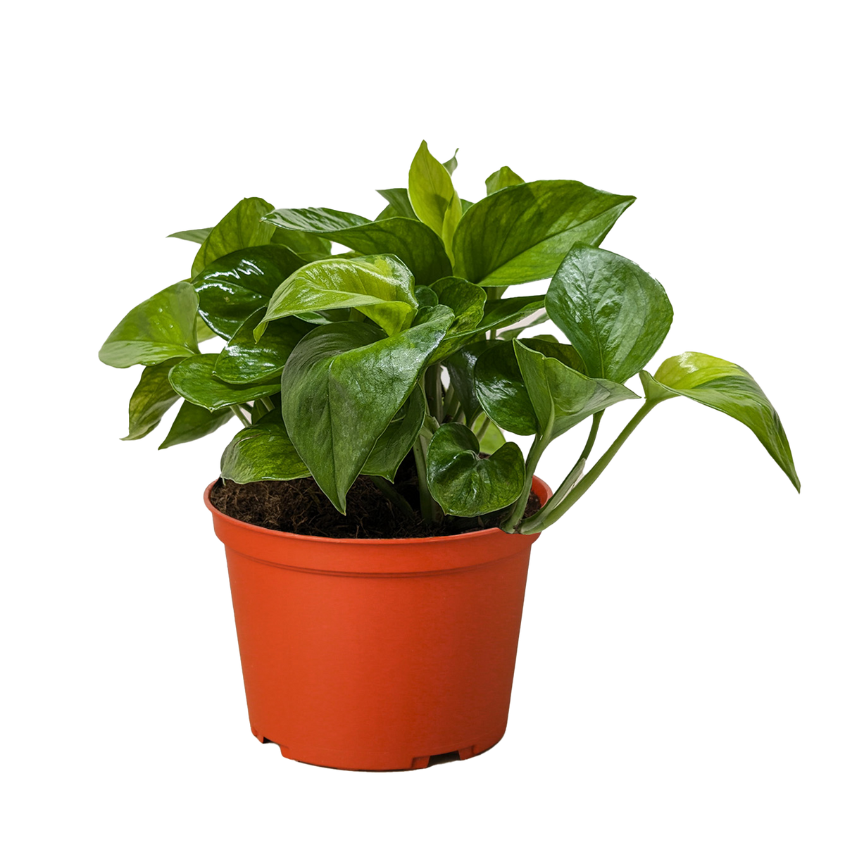 Pothos 'Lemon Meringue'
