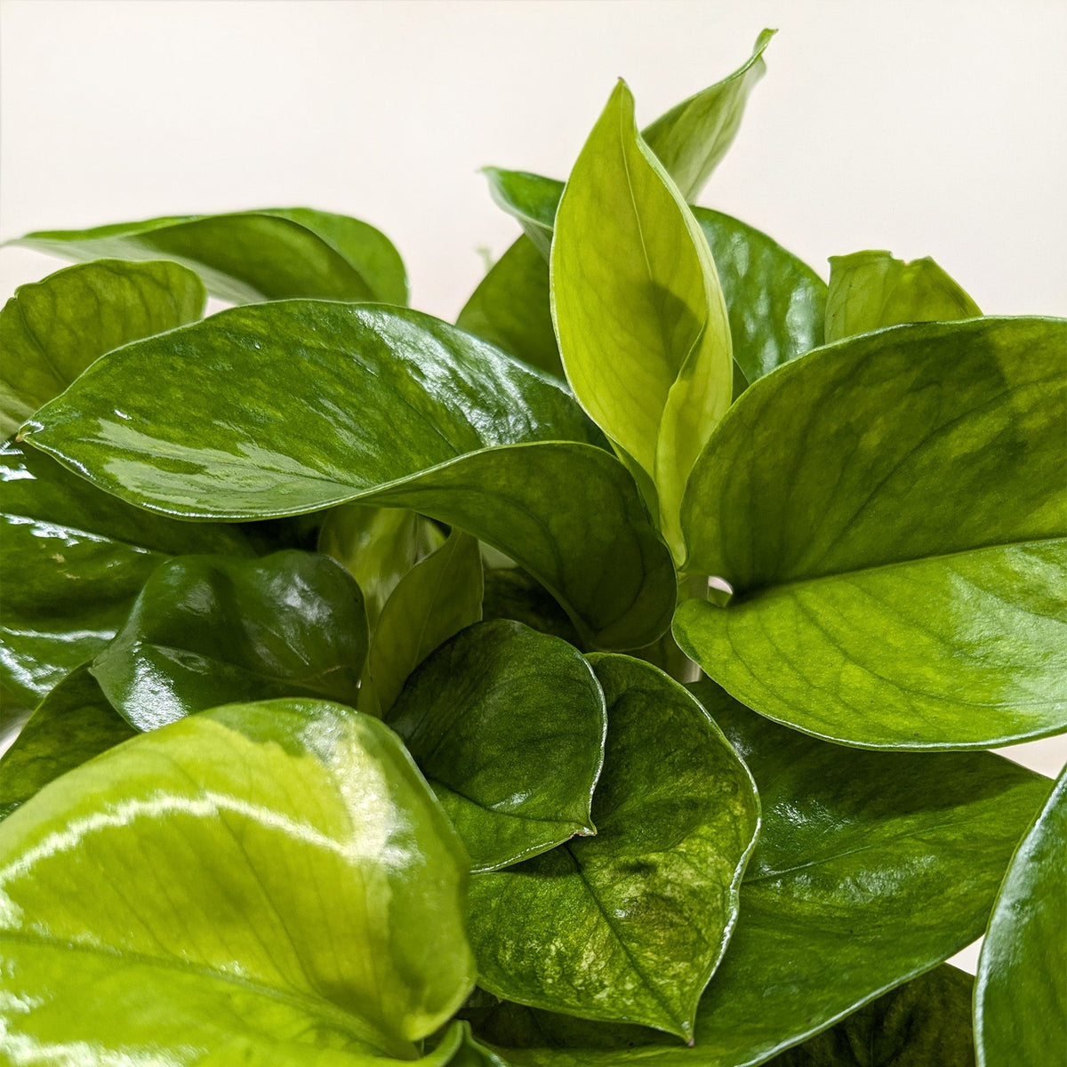 Pothos 'Lemon Meringue'