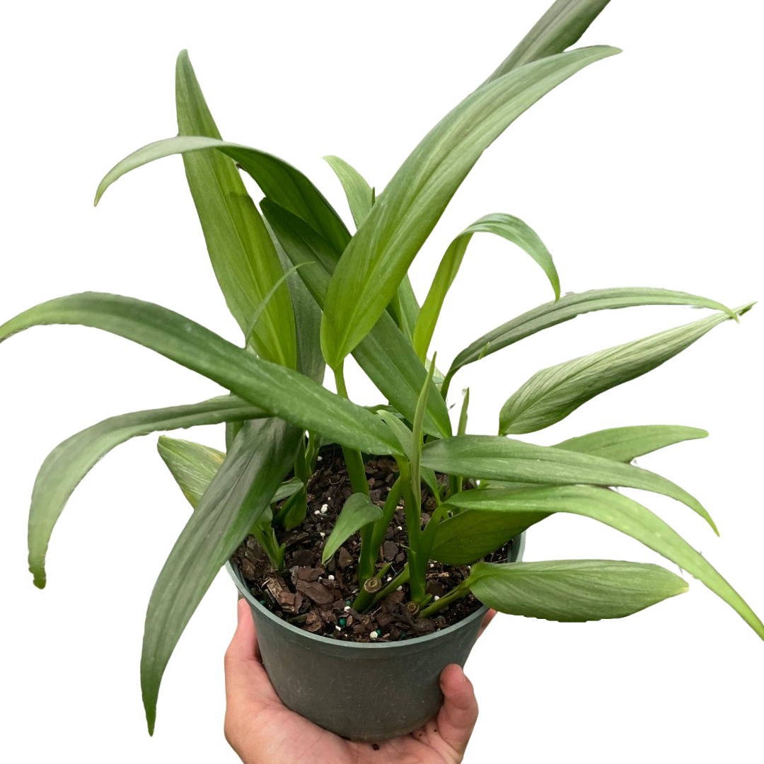 Lance leaf pothos