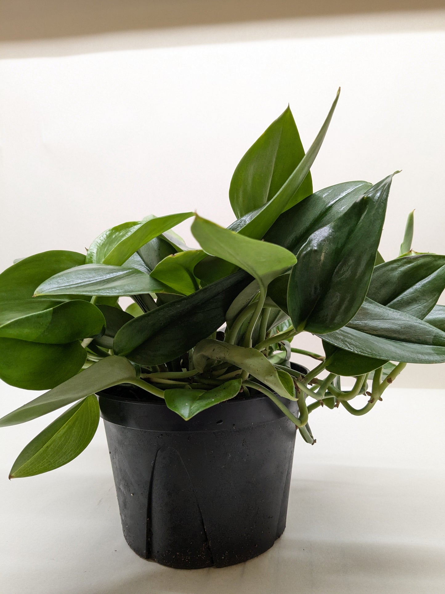 Satin Pothos 'Silver Hero'