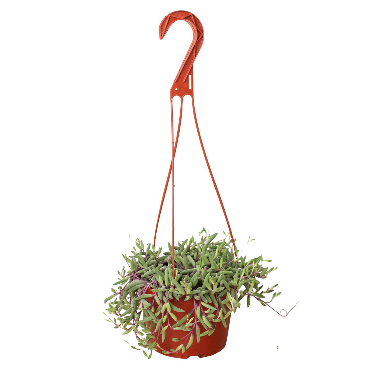 String of Rubies