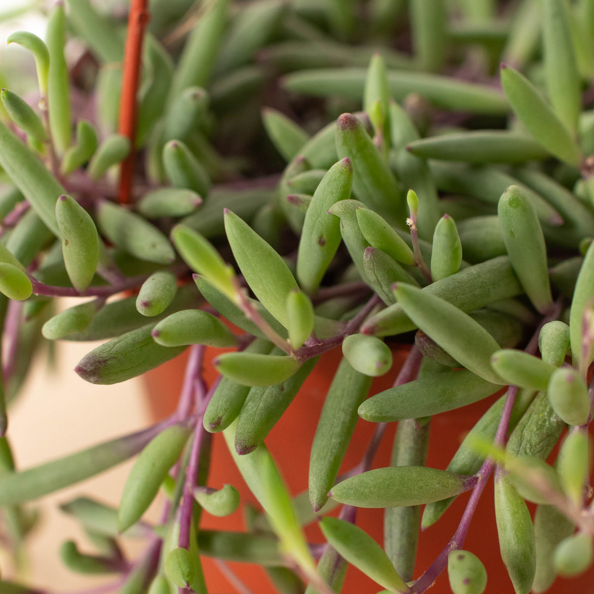 String of Rubies