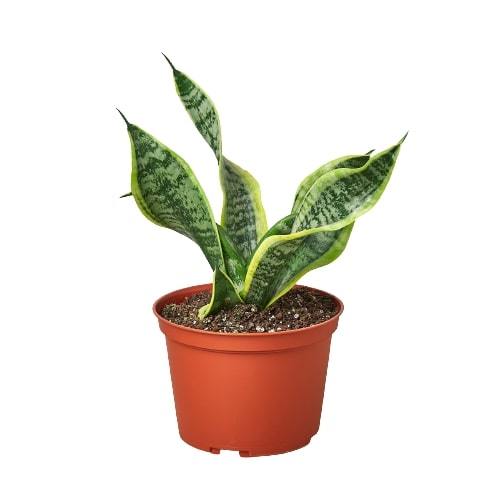 Snake Plant 'Twisted sister'