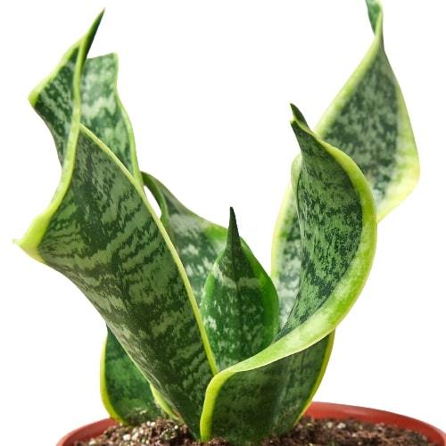 Snake Plant 'Twisted sister'