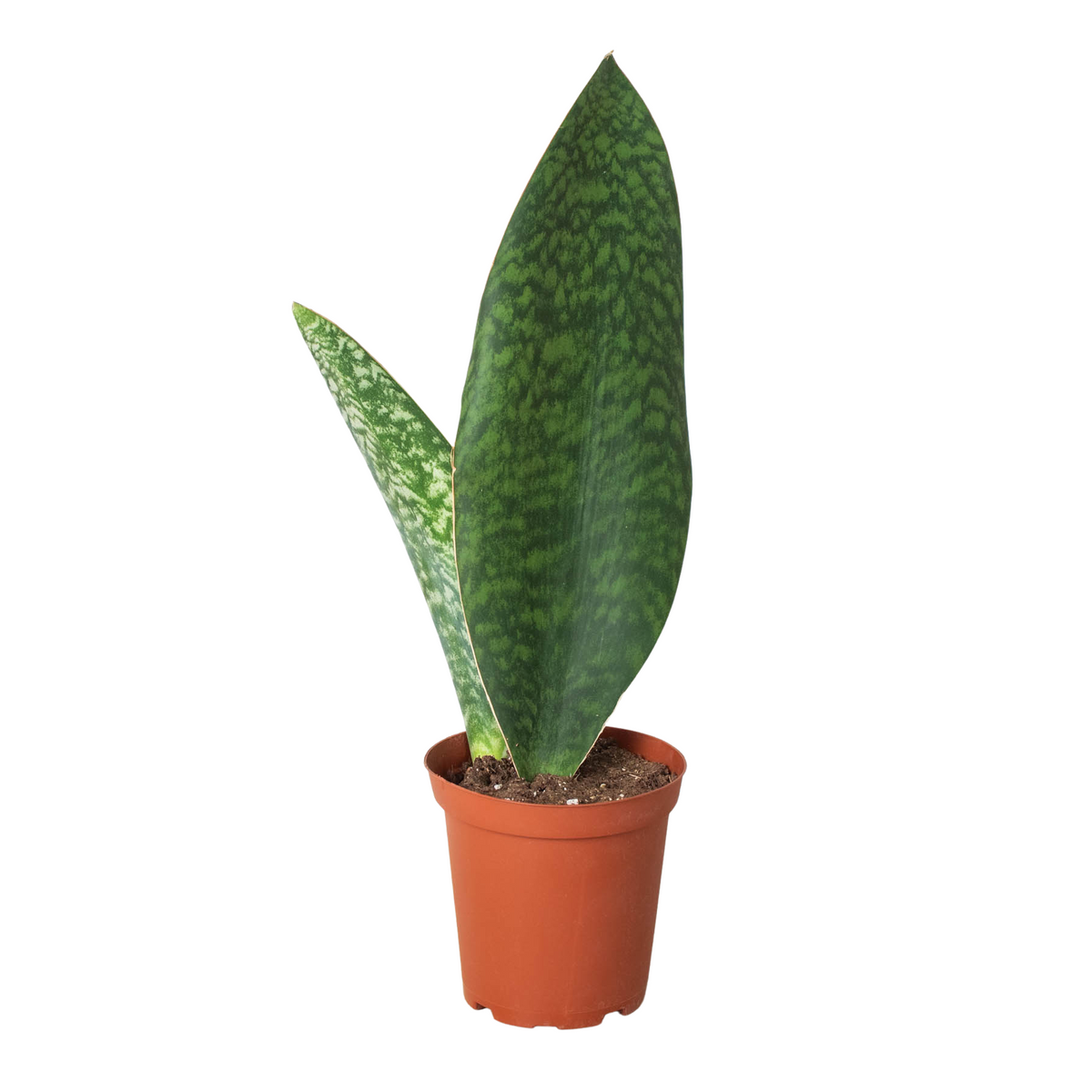 Whale fin snake plant