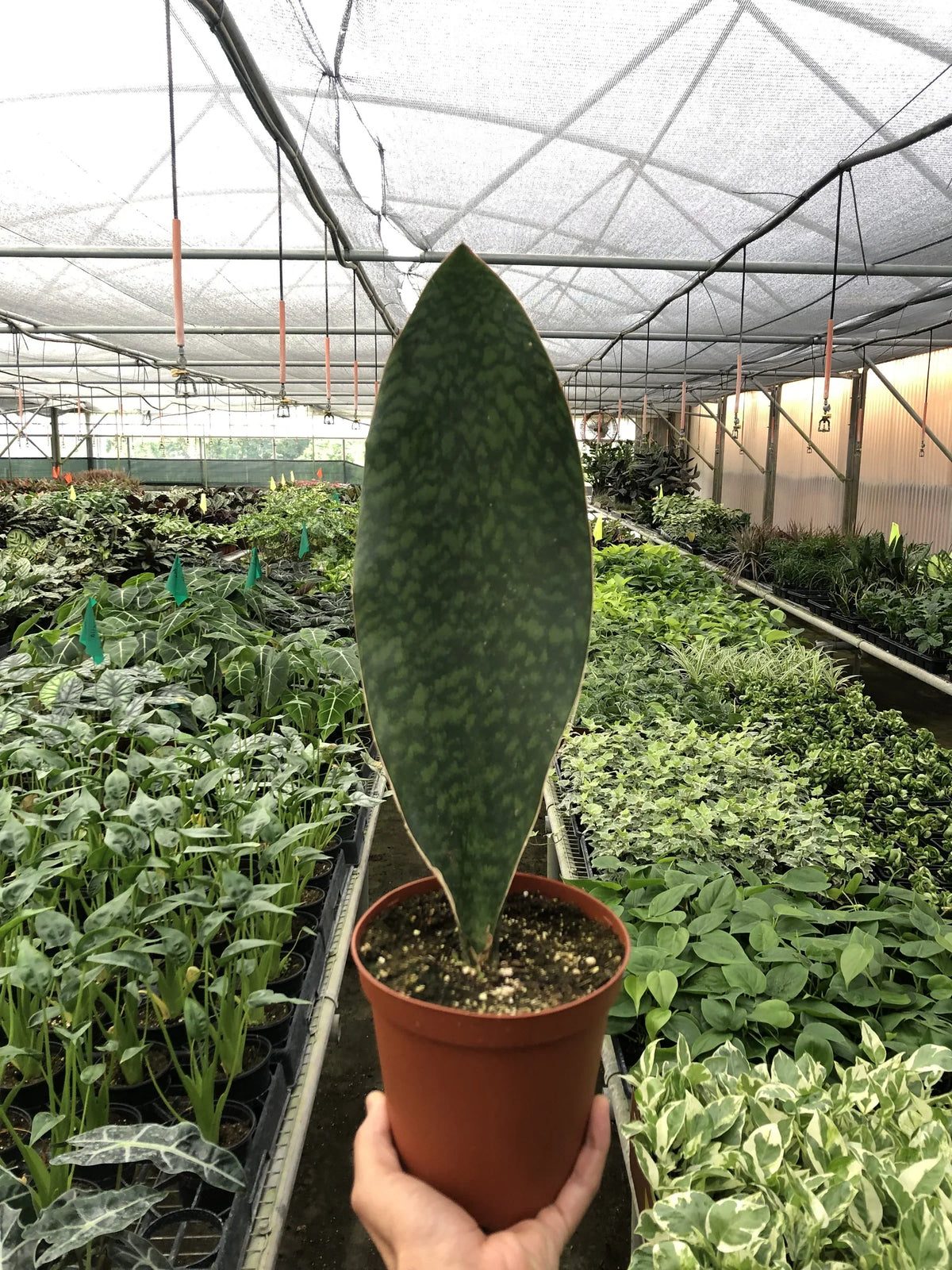 Whale fin snake plant