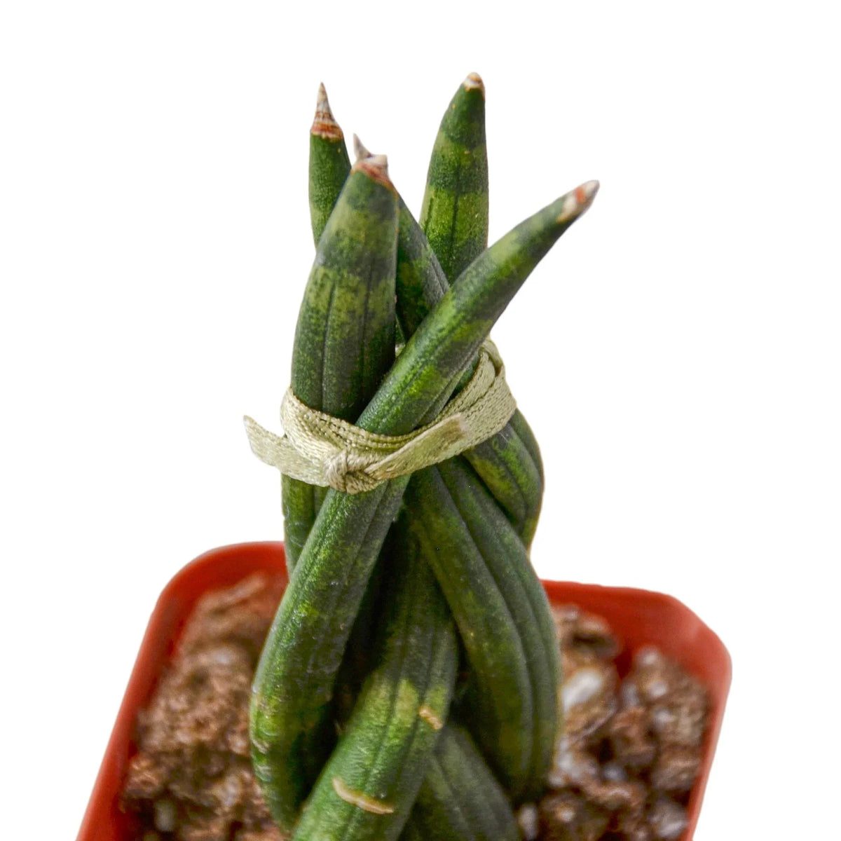 Braided Snake Plant
