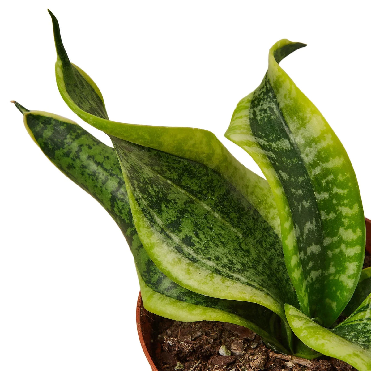 Snake Plant 'Twisted sister'