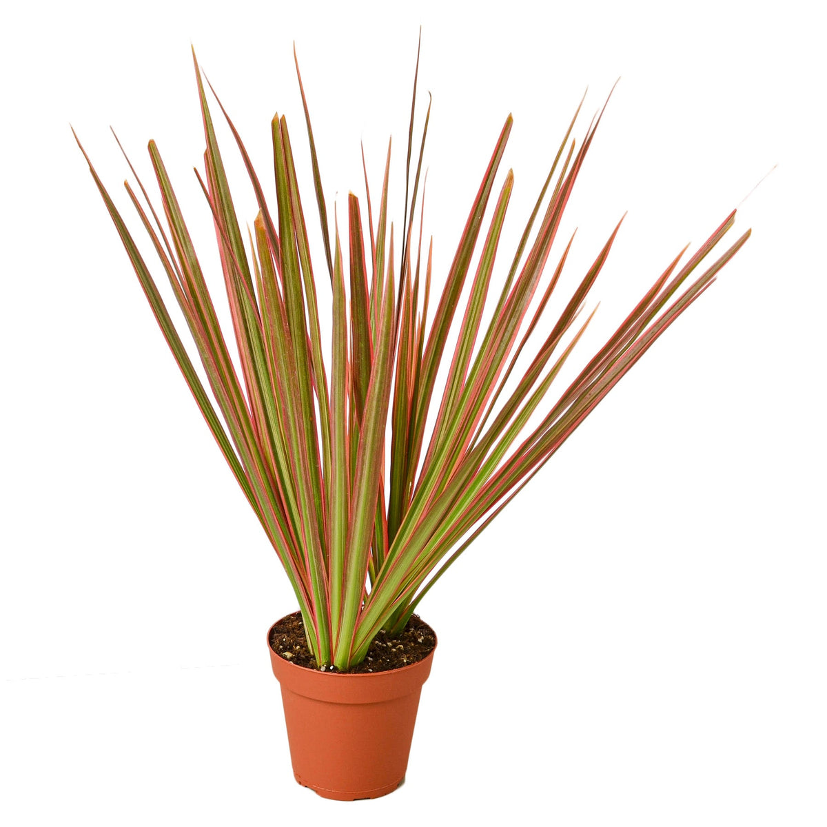 Dragon Tree 'Colorama'