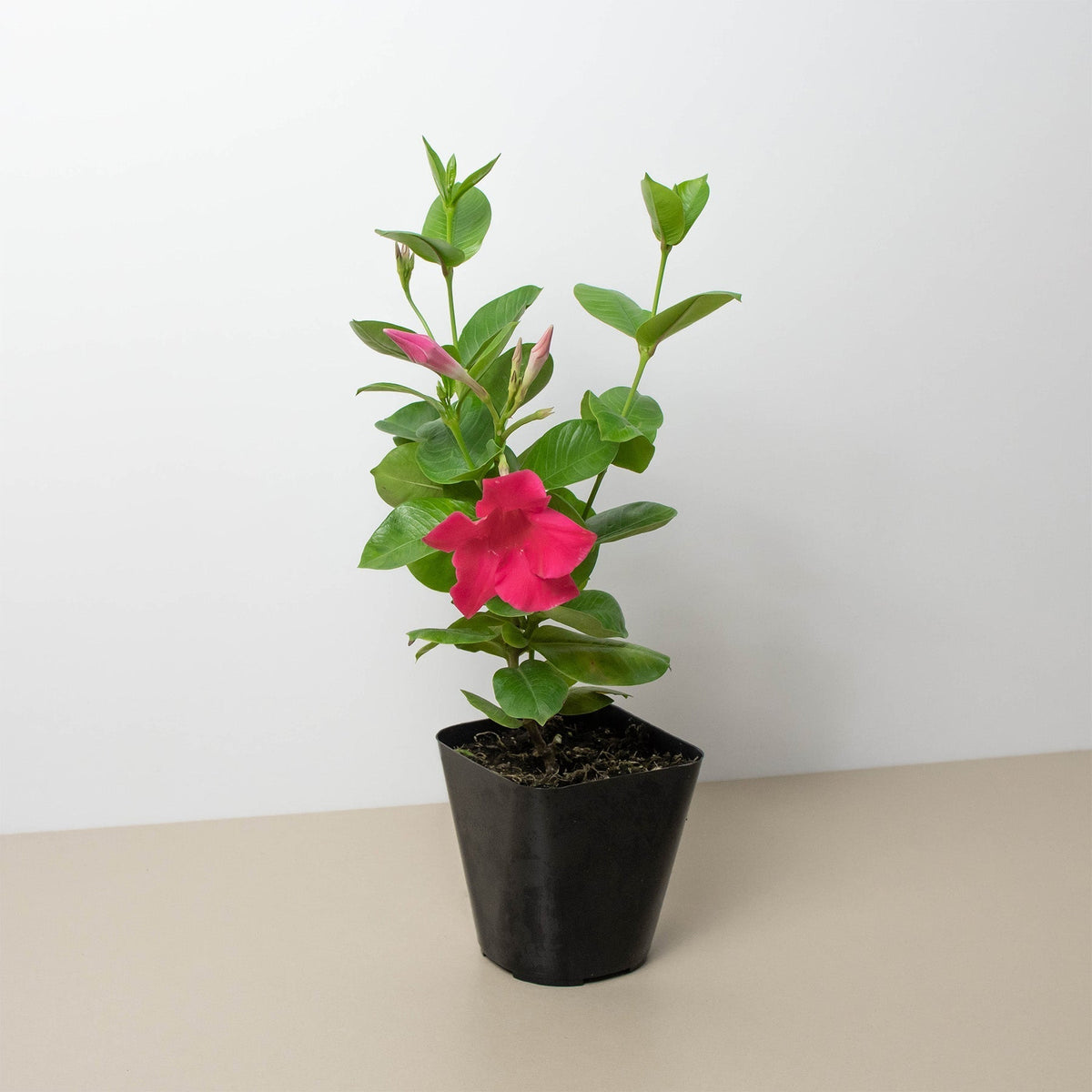 Mandevilla Pink