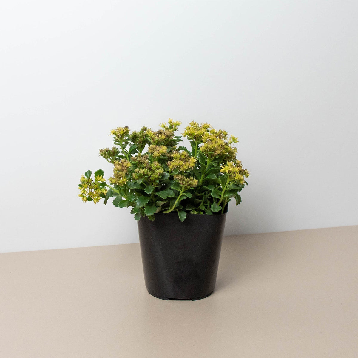 Russian Stonecrop