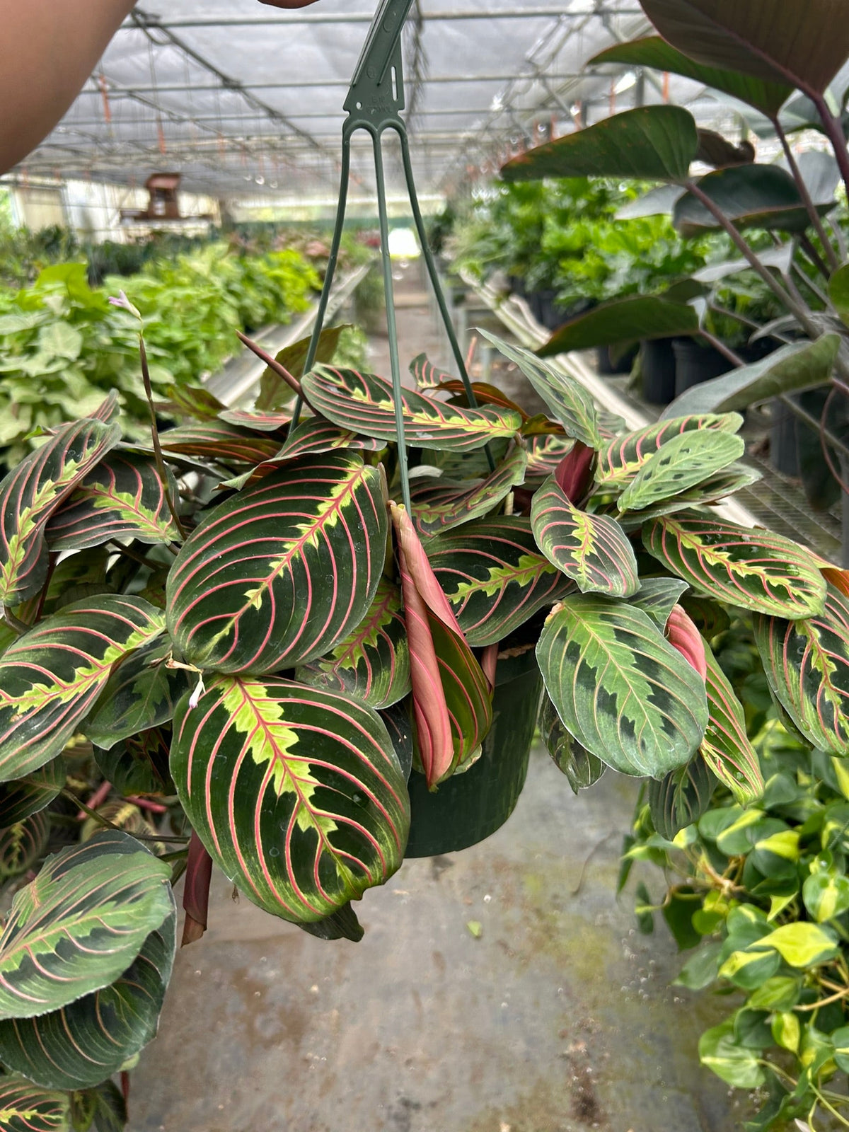 Prayer Plant 'Erythroneura'