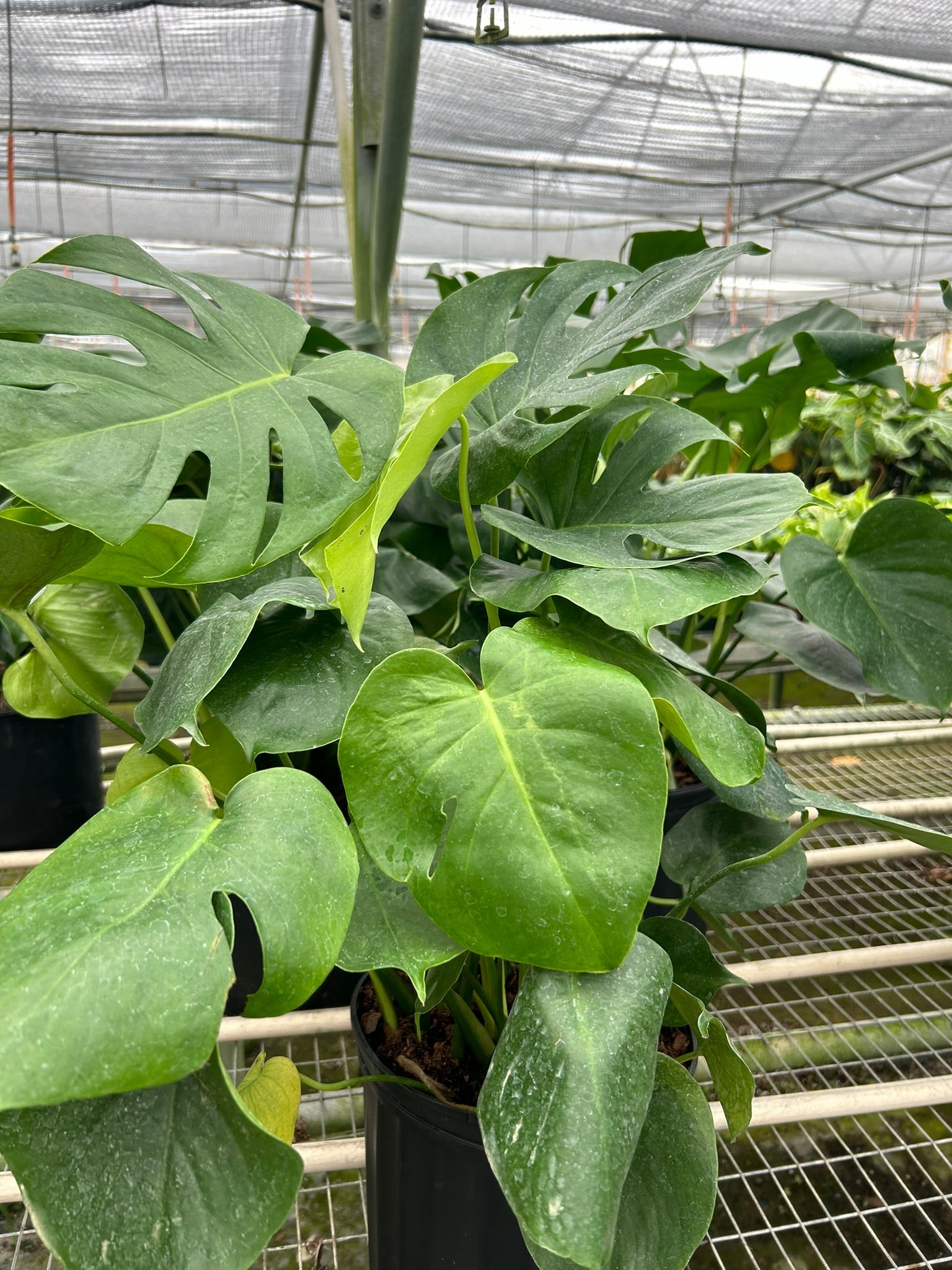 order monstera plant online Monstera – Planta