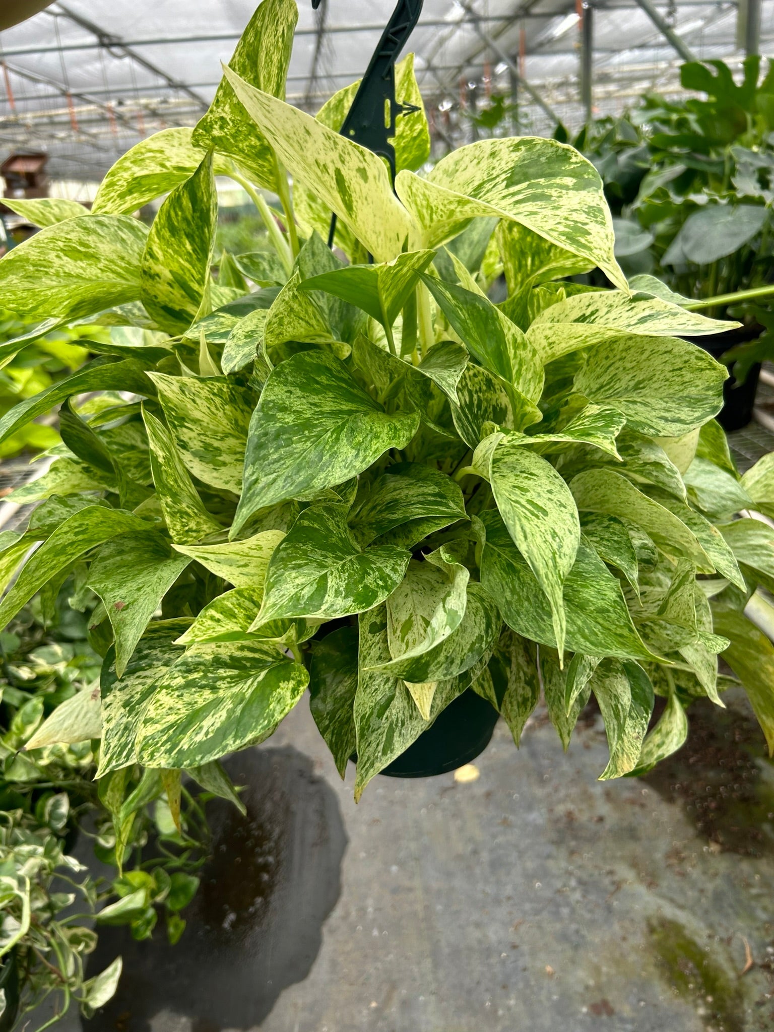 planta pothos Pothos 'Marble Queen'