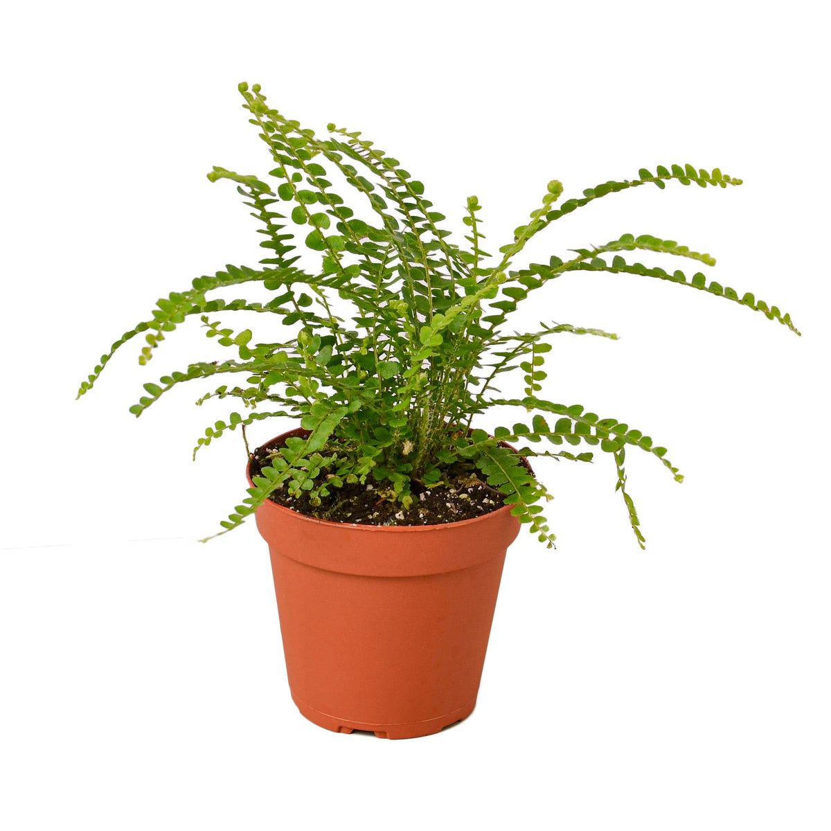 Lemon Button Fern 'Duffii'
