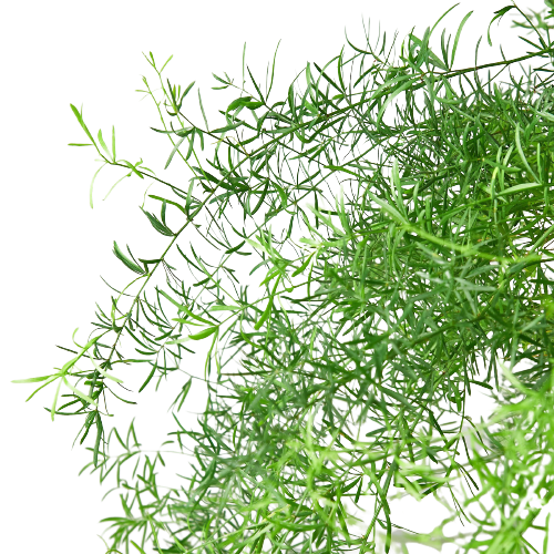 Sprenger's Asparagus
