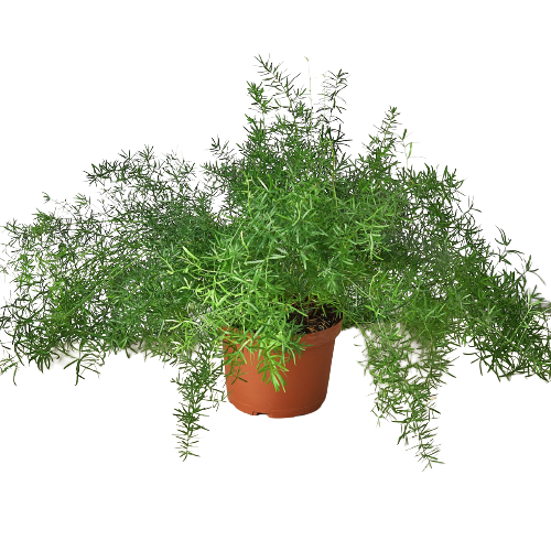 Sprenger's Asparagus