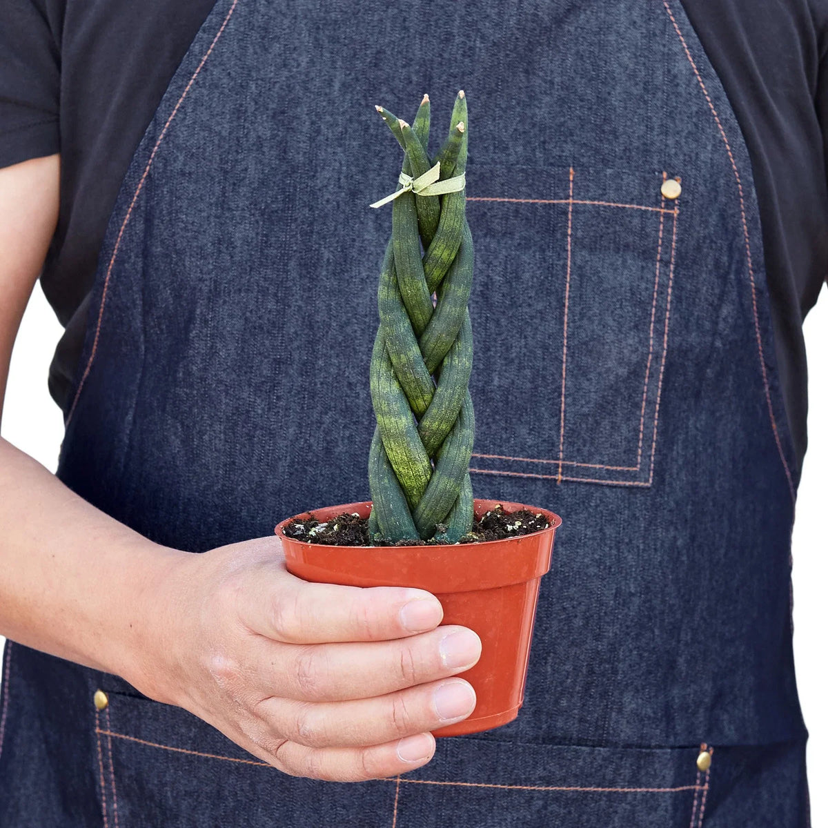 Braided Snake Plant
