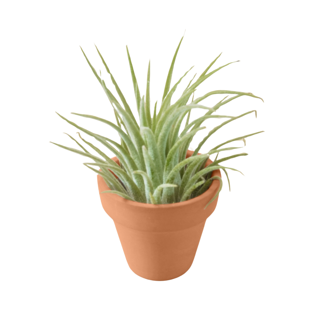 Air Plant with Terra Cotta