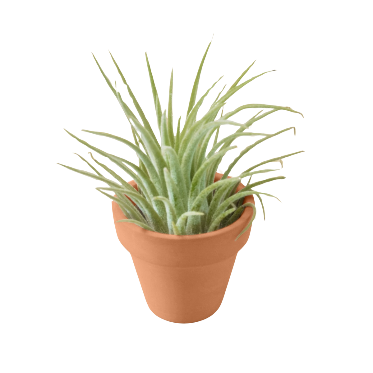 Air Plant with Terra Cotta