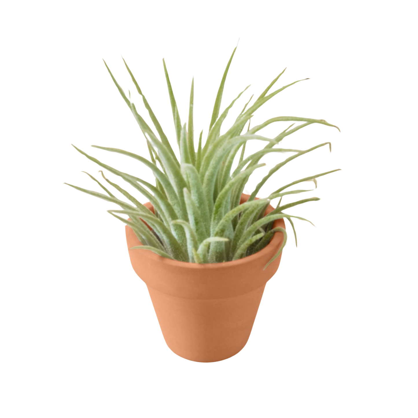 Air Plant with Terra Cotta